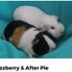 Image: Portland Guinea Pig Rescue